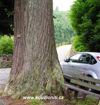 38 - obvod kmenu  lípy je asi 5 m