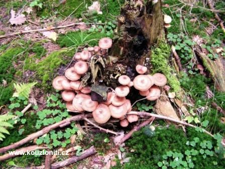 24 - václavky jsou krásné a velice chutné houby