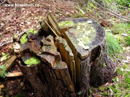 25 - krása se v lese najde na každém kroku