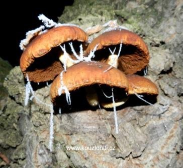 31 - stejné houby o dva měsíce později - koncem listopadu  2011 