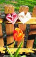 9 - srdíčka a tulipán