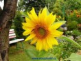 7 - slunečnice na zahrádce s návštěvníčkem
